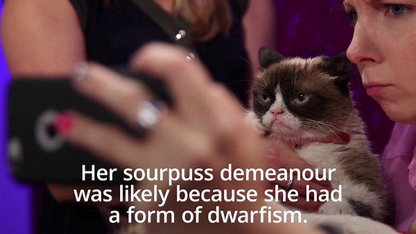 Grumpy Cat: Internet sensation dies aged seven