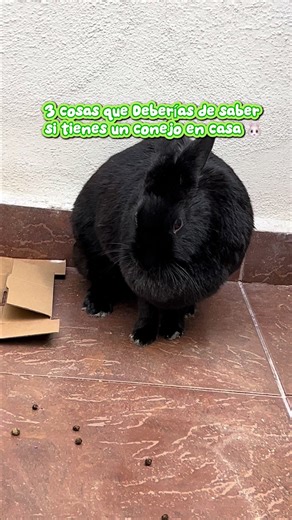 3 cosas que debes de saber si tienes un conejo en casa! Cuidar de ellos y darles un hogar que favorezca su bienestar es nuestra tarea principal! 🥹🐰 #conejos #conejo #cuidadoanimal❤🐕🐾 #mascotas #cuidadoanimal