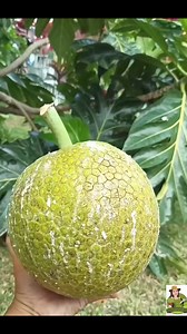 Rimas/breadfruit 😀 #reels #breadfruit #followformore #fyp | Nueva Ecija Grafted fruit trees