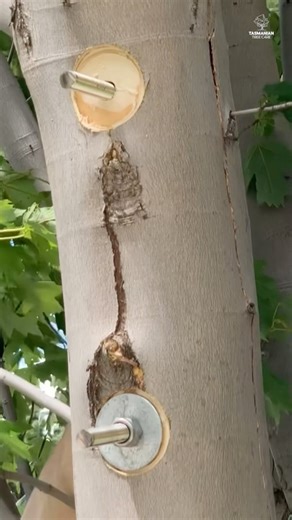 Tree cabling installed!