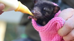 10K views · 409 reactions | BABY TASMANIAN DEVIL CUTENESS! Credit Australian Reptile Park | This is Earth | Facebook