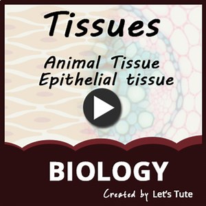 Science Biology Animal Tissue - Epithelial Tissue