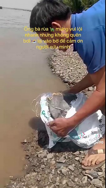 Ông Bà Rùa Cảm Ơn Người Cứu