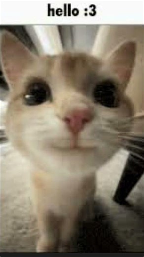 hello hello hello hi 👋 ☺️