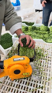 418K views · 264 reactions | Harvesting Microgreens A Quick Guide. #Microgreens #Harvesting #FreshGreens #UrbanFarming #HealthyEating | Doraya Jennings | Facebook