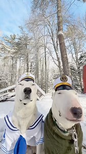 142K views · 10K reactions | Wait for the end  #dogs #meme #sailor #funny #spongebob #funnystuff #memes #maine #snow | MisterMainer | Facebook