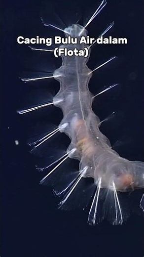 Hewan Laut Bagian Dalam Part 10