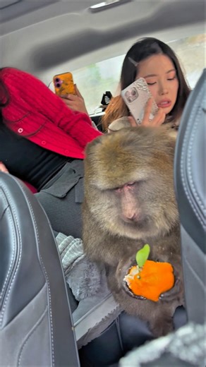 monkey inside the car