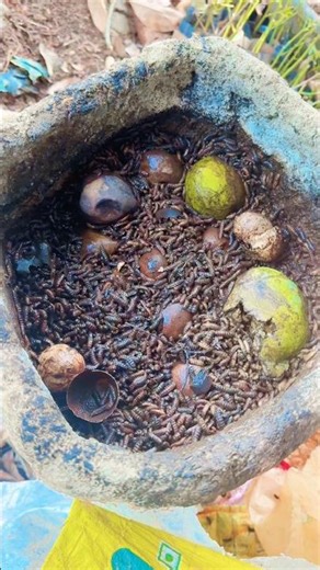 How to Make Liquid Fertilizer from Vegetable Waste at Home