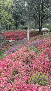 146K views · 2.6K reactions | Azalea season is unlike anything else at Middleton Place. Visit middletonplace.org to plan your trip! . . . #middletonplace #charlestontravel #explorecharleston #charleston #azalea #garden #azaleaseason #flowers #discoversc #chs | Middleton Place | Facebook