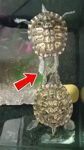 Why Do Turtles Slap? The Mystery of Their Secret Language! #turtlelife #turtlelovers #shorts