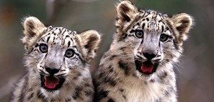 Mac OS X 10.6.4 - latest dev build hits the track - 9to5Mac