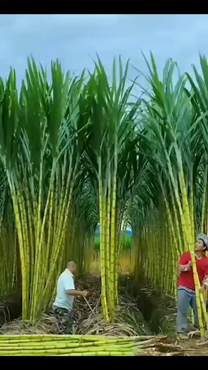 gana beach ke chuma leham baishak#viralvideo #foryoupage #foryou #duet #rajaksantosh01 #tiktoknepal585 #naruto #trending #viral