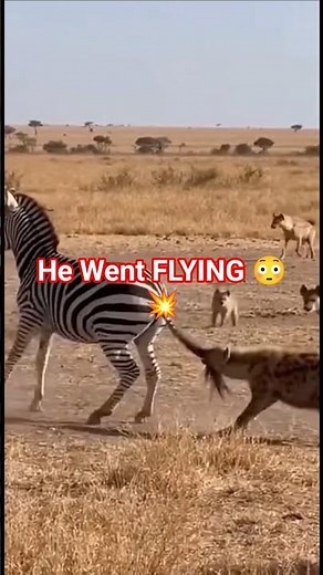 Zebra’s Powerful Defense Against a Hyena 🦓ハイエナに対するシマウマの強力な防御