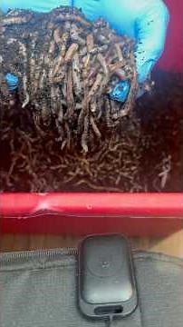 Setting up my diy worm bin| Fishing using European Nightcrawlers!