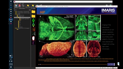 【Imaris教学】Imaris数据可视化教程