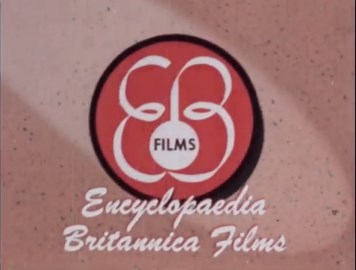 Wildlife Wonders: Coastal Birds & Underwater Creatures