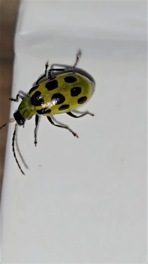 Spotted Cucumber Beetle