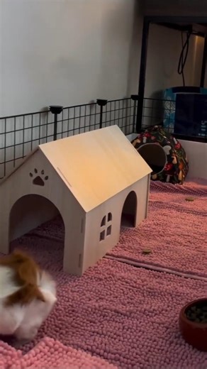 Love to running ❤ | Guinea pig #cute #guineapighome #guineapig #pet #pets #rodent