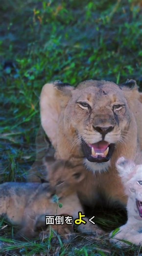 幸せそうなライオンの赤ちゃんとお母さん #wildlife #animals #特有種 #捕食シーン #lion #nature