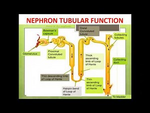 3 Renal physiology lecture 3