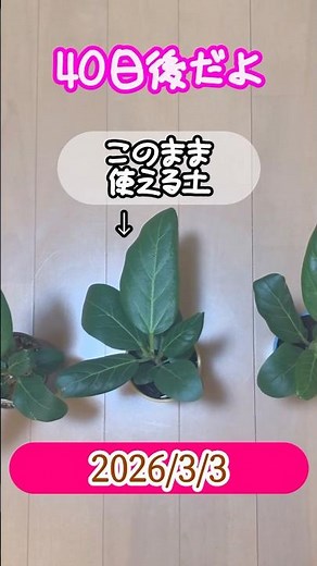 【比較②】一番育つダイソーの土はどれ？ #比較動画 #実験 #プロトリーフ #ダイソー購入品 #土 #ビフォーアフター #観葉植物初心者 #観葉植物 #ダイソーの土 #植え替え