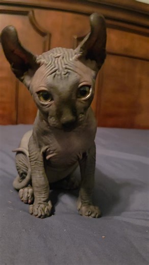 16K views · 1.2K reactions | #sphynx #kitten #cat #sphynxkitten #hairlesskktten #sphynxlife #sphynxcat #barenecessitiessphynx #love #pet #fblifestyle #fbreels | BareNecessities Sphynx | Facebook
