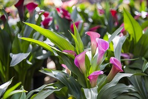 Calla Lily | Petitti Garden Centers