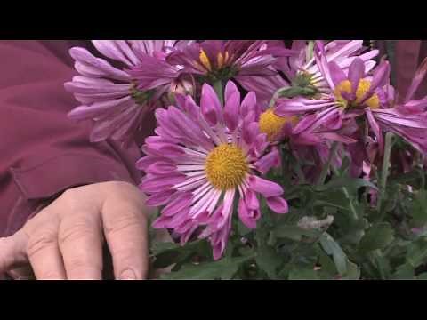 Gardening Tips : How to Grow Annual Chrysanthemum