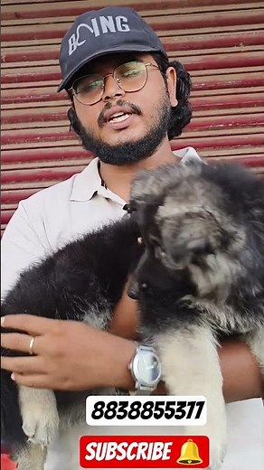 Rare Black & Silver Tan GSD Puppy