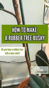 7.7K views · 105 reactions | How to make a rubber plant bushy - This...