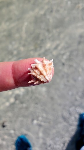 Drop a 💙 if you love seashells! ⬇️ . . . . Spiny jewelbox clam shell found on a shelling tour with @reel_kind ✨️ . . . #floridaseashells #beachcombingfinds #collectingseashells #swflorida #letsgoshelling #seashellsofinstagram #shellhunting #gulfcoastlife #floridanature #seashellphotography #clamshell #reeloftheday😍❤️ #treasurehunting #marcoisland #shells🐚 #shelling | The Seashell Mermaid