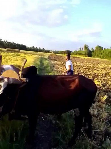 webi (@user3757510130072)’s videos with original sound - webi