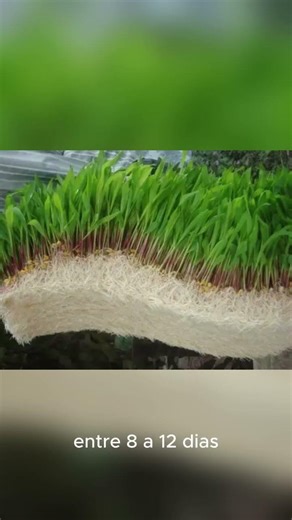 Como Cultivar Milho hidropônico