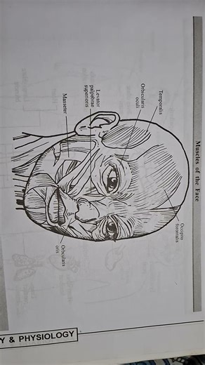 MUSCLES OF THE FACE #humananatomy #biology #nursingstudent #muscles#face#bone