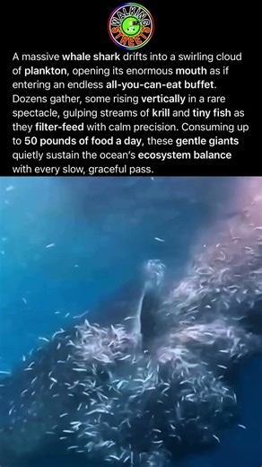 This Gentle Giant Feeds On Plankton, Krill, And Small Fish