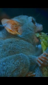 3.1M views · 68K reactions | Tarsier bumping head #animals #animalworld #tarsier | Animal Documentary | Facebook
