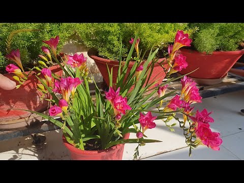 How to grow and care Freesia flowers || How to grow freesia bulbs