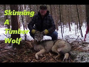 How To Skin A Wolf For Taxidermy