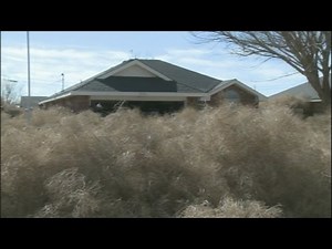 Alien town hit by tumbleweed 'invasion'