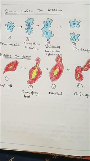 science practical class 10 CBSE Board Experiment no-3 #biology #science #shortsvideo #cbse #reel