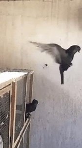 2.8K views · 57 reactions | This gives "flipping the bird" a whole new meaning | Top Viral | Facebook