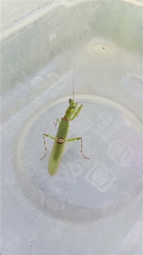 young praying mantises that are independent and ready to live in the wild