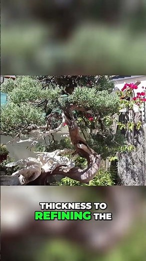 Mastering Japanese Black Pine Bonsai Essential Growth Secrets