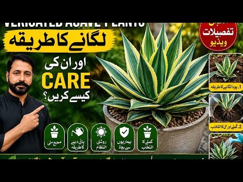 How to Grow Variegated Agave Plants | Complete Care Guide for Beginners