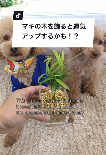 この木の秘密：マキの木とその魅力