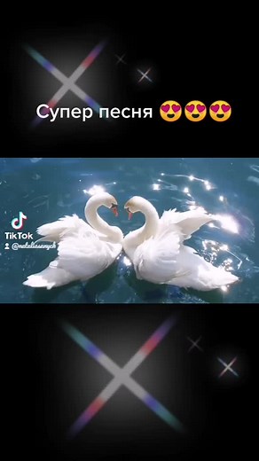 Swans Gracefully Swimming and Flying in Nature