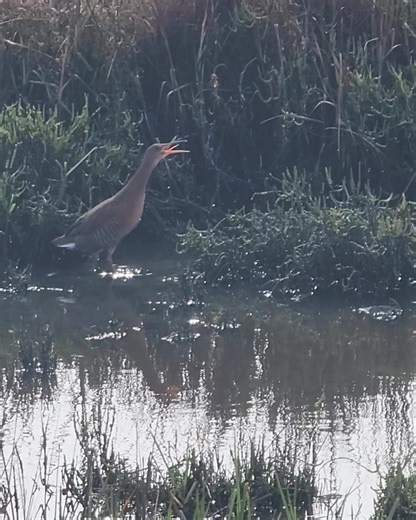 You’re hearing and seeing an endangered Light-footed Ridgway’s rail calling from the salt marsh at Tijuana River National Estuarine Research Reserve. @tijuanaestuary Rails can be very secretive birds and hide extremely well among marsh plants. While several other rails can be heard calling nearby, only one was visible on the mudflat. Light-footed Ridgway’s rails live almost entirely in coastal salt marshes, where dense cordgrass provides cover for nesting, feeding, and raising their young. The d