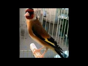 تيواواطي سرفاتي مندولين، الجزء الأول، مقطع خرافي لتعليم الفراخ والهجين، chant de chardonneret