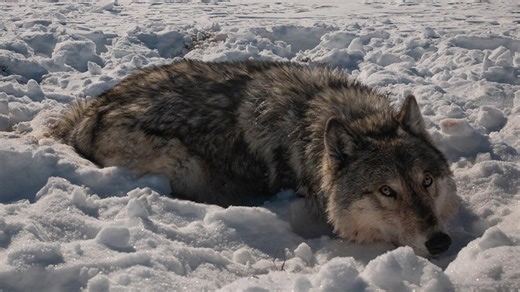 Lawsuit aims to delay and stop Colorado grey wolf reintroduction